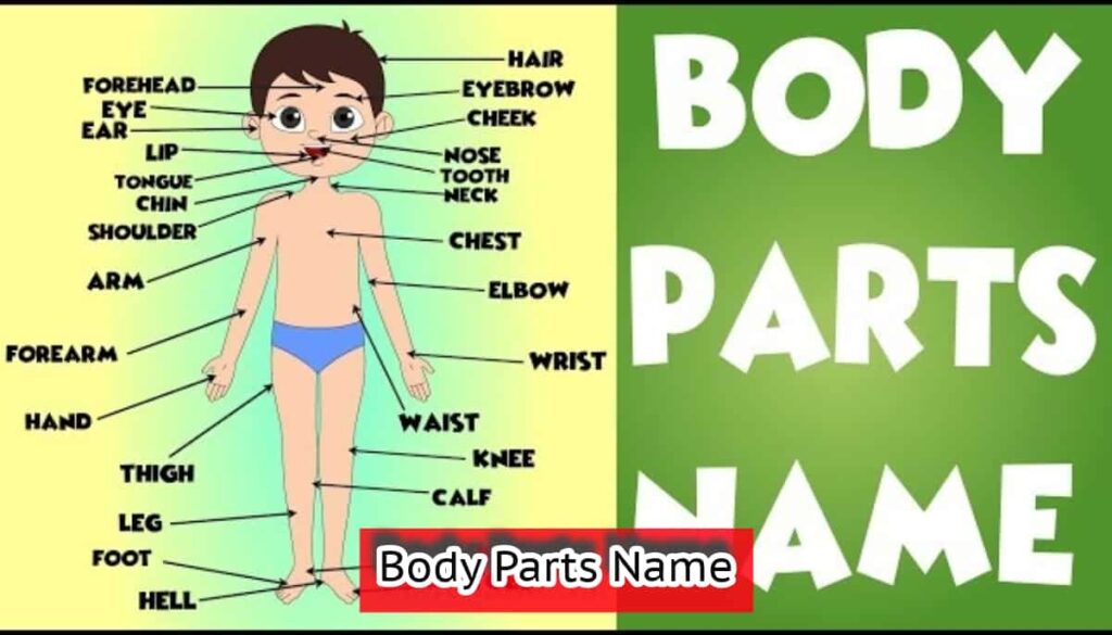 Body Parts Name